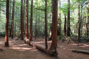 木材對人類的好處,你知道多少? 木材對人類的好處,你知道多少?